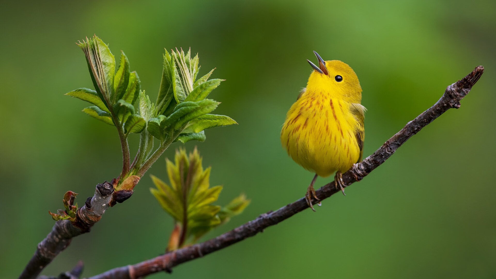 “德甲强队状态火爆,力争在最后时刻问鼎”,德甲球队阵容