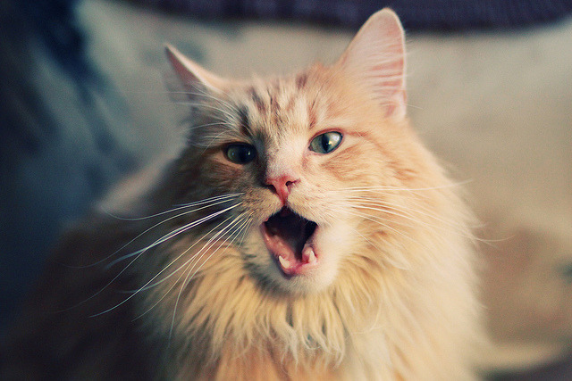 爱游戏平台-“意甲新星闪耀，球队战绩持续攀升”，意甲新赛季