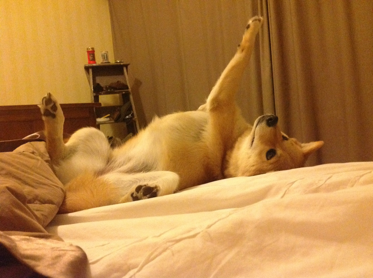 “荒野追逐:沙漠、山林的极限对抗”,荒野 沙漠