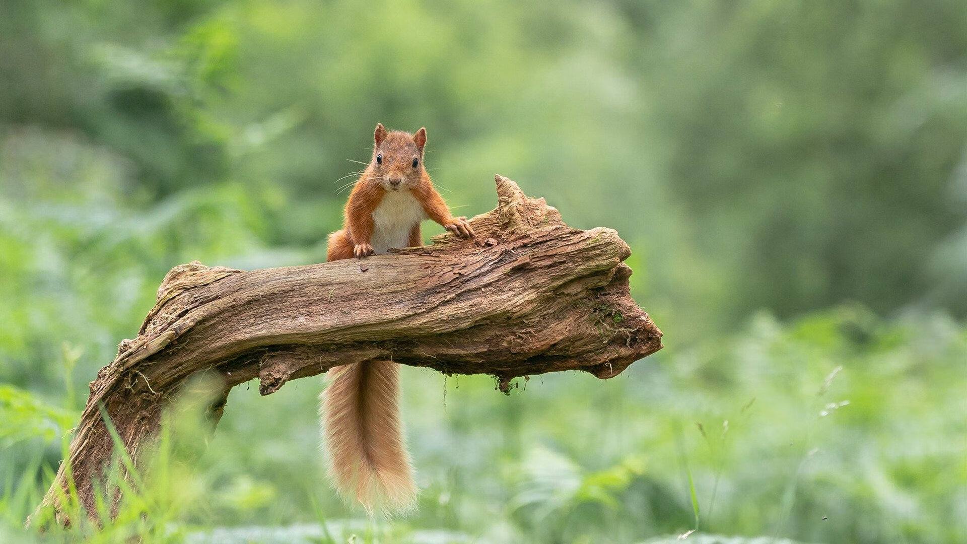 “赛季终点线临近,争冠之战白热化,谁能站上巅峰?”,什么叫白热化竞争