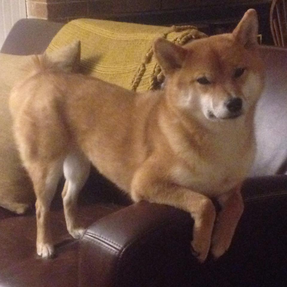 爱游戏娱乐-未来之星盘点：从青训到一线的精彩转变，未来之星下一句是什么合适