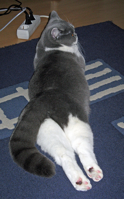 特色水底潜水探秘,探索海底奇幻世界,海底潜水视频