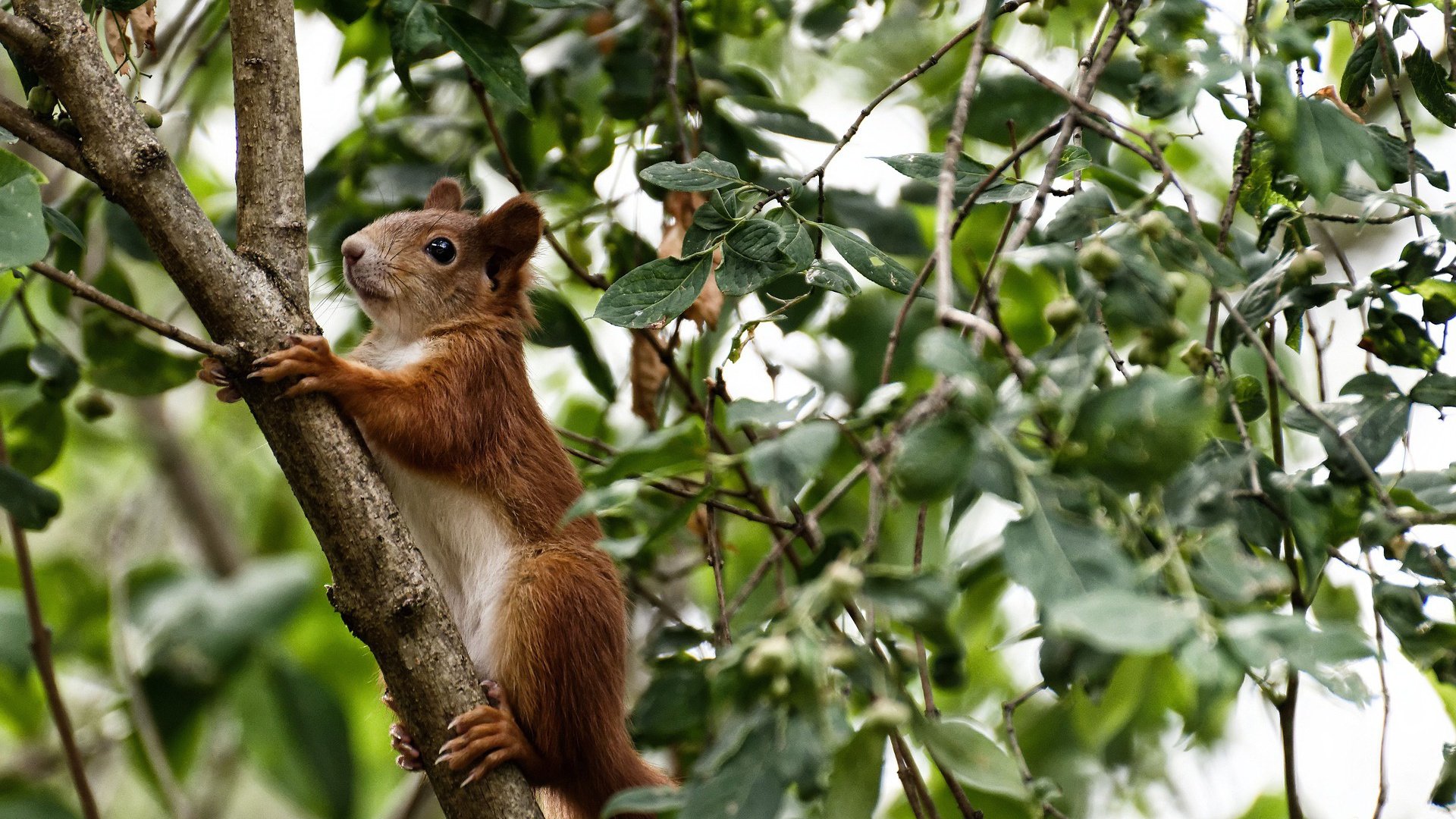 爱游戏体育APP下载-迈阿密热火“坚不可摧”的防守，让对手束手无策！，迈阿密热火最酷开场