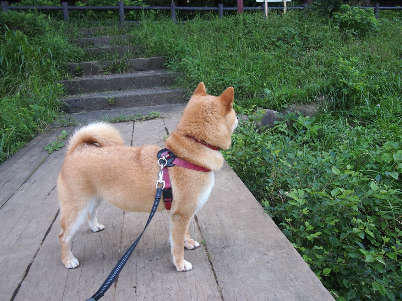 青训“科技+产业”创新链深度贯通,行业高速发展进入新阶段,青训营百度百科