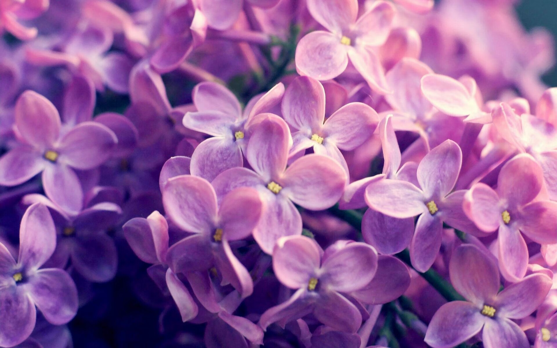 丹麦中场传射建功,助球队晋级八强,丹麦中场传射建功,助球队晋级八强是谁