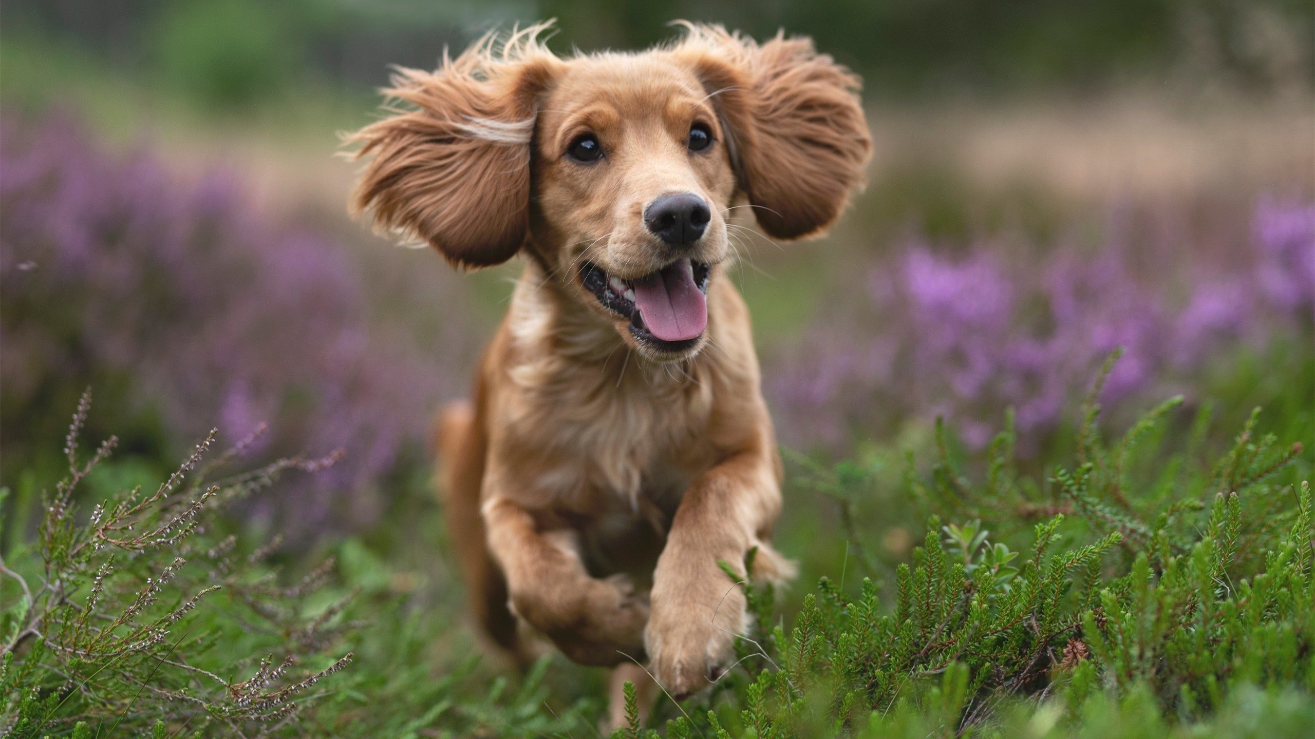 爱游戏电竞官网-切尔西主场平阿森纳，错失反超机会，切尔西vs阿森纳比赛直播