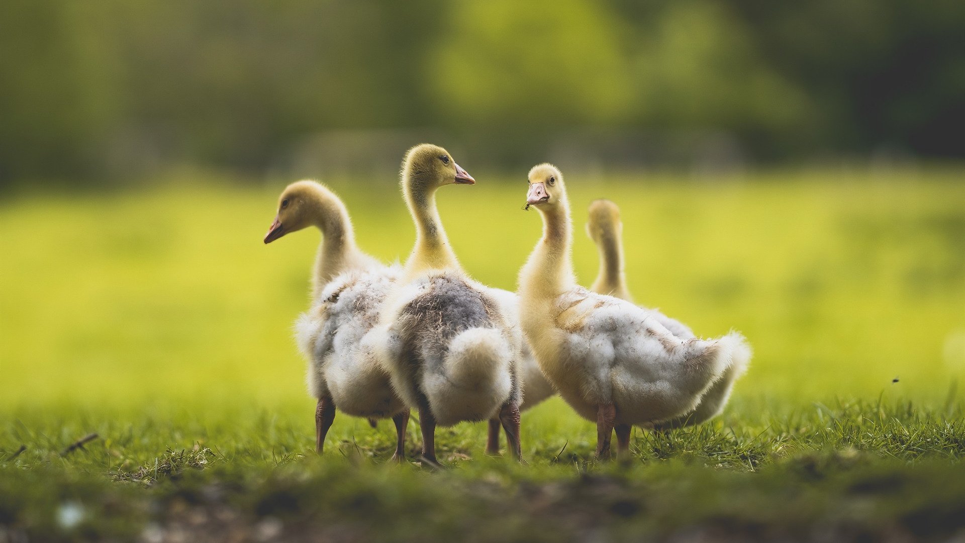 墨西哥女足队凭借速度优势,赢得斗智斗勇,墨西哥女子足球直播
