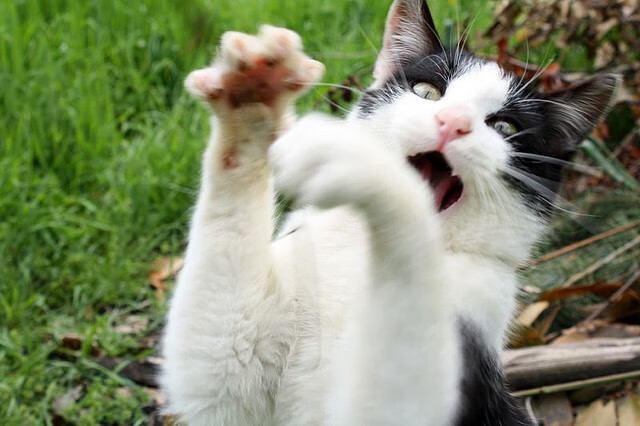 斯图加特客场失利,积分榜处于下滑状态,斯图加特夺冠