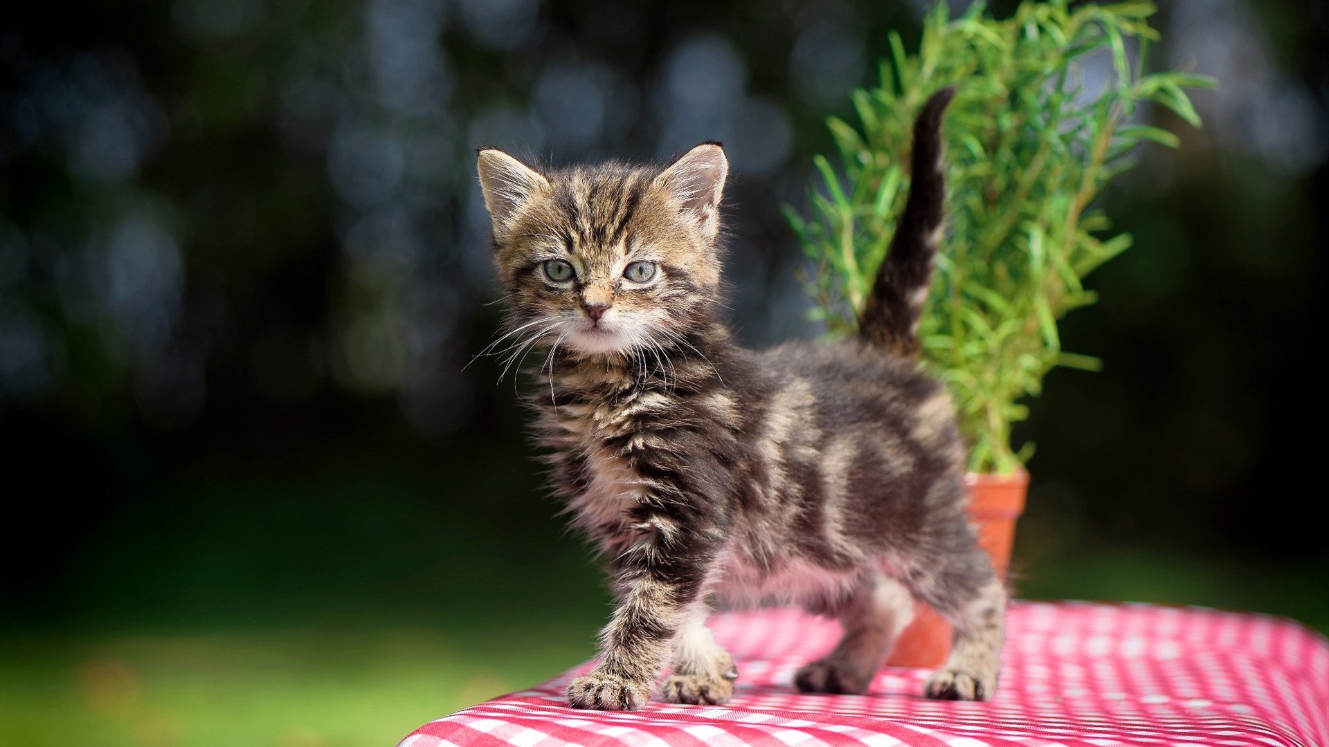 爱游戏娱乐网址-比利时队在欧洲杯小组赛中以0比2负于西班牙队，比利时足球欧洲杯阵容