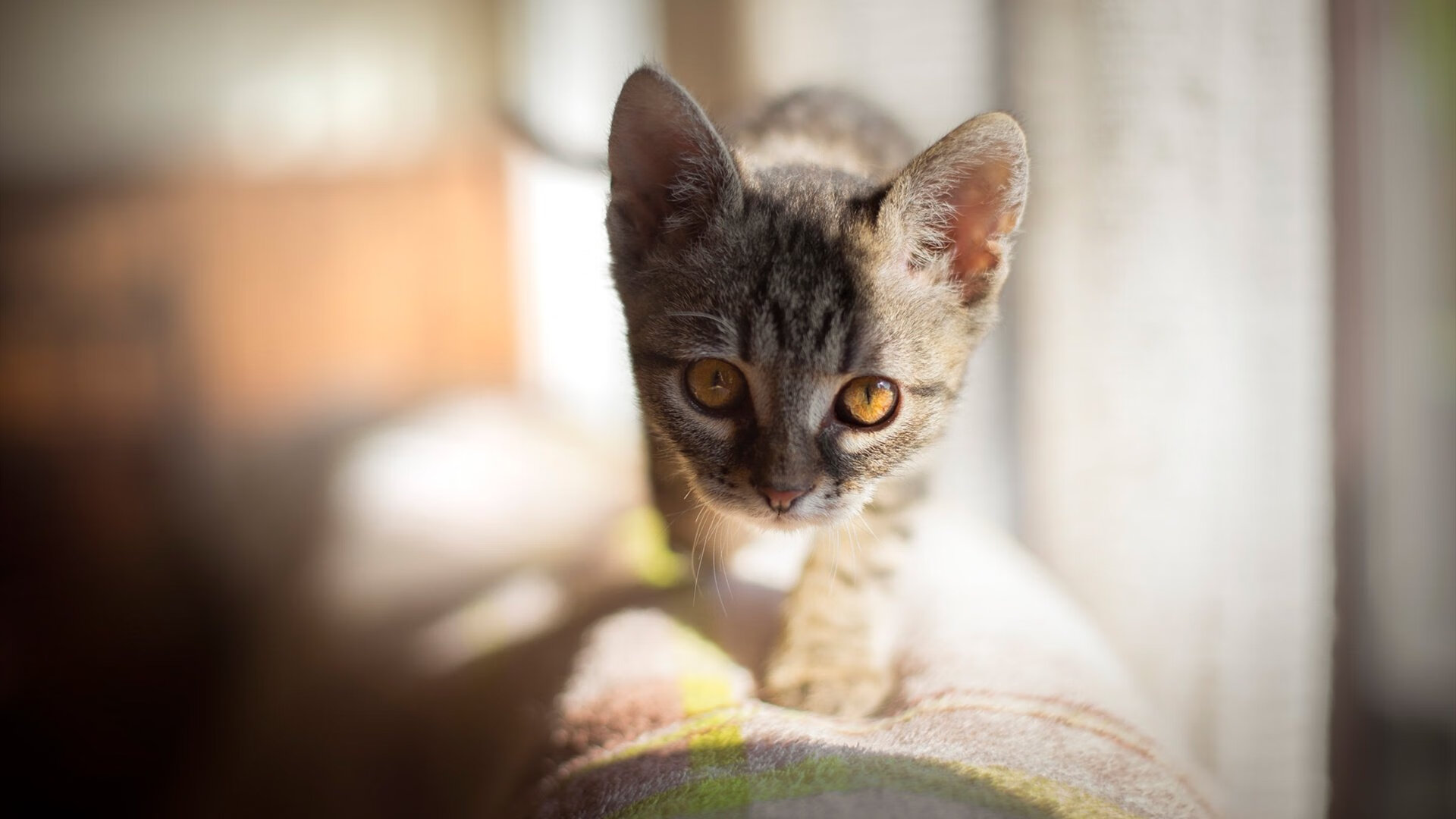 爱游戏官方-热刺2-0伯恩茅斯，豪取四连胜，热刺4-0伯恩利结束连败