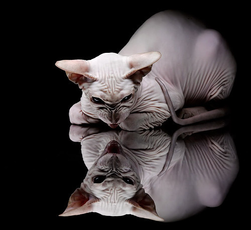 混合团体世界杯赛制解读:2024年国际乒联赛制解析,国际乒联考虑延期举办世乒赛