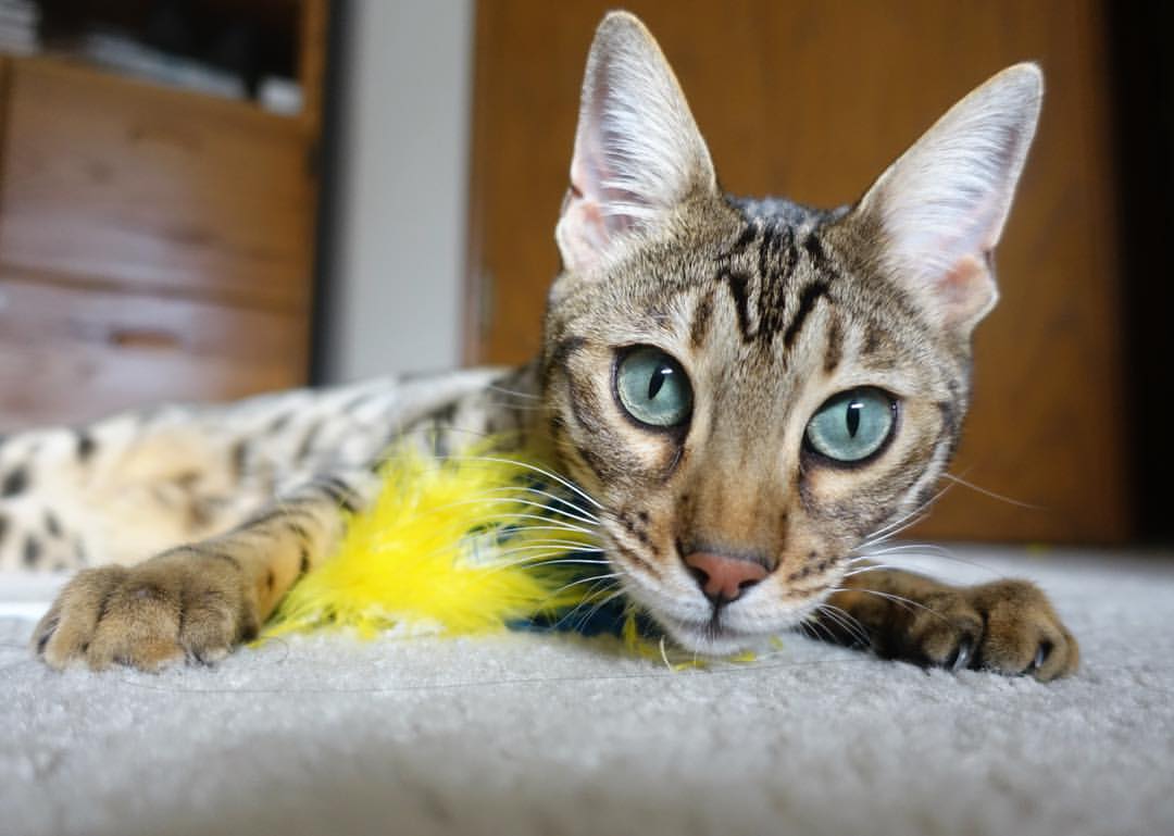 爱游戏娱乐平台-乔治单场五十加快船继续刷新纪录，乔治快船号码