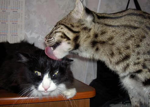 爱游戏中国官方网站平台-艾比·德尔福：用精准的防守预判让南非队在防线保持优势，艾德和比尔