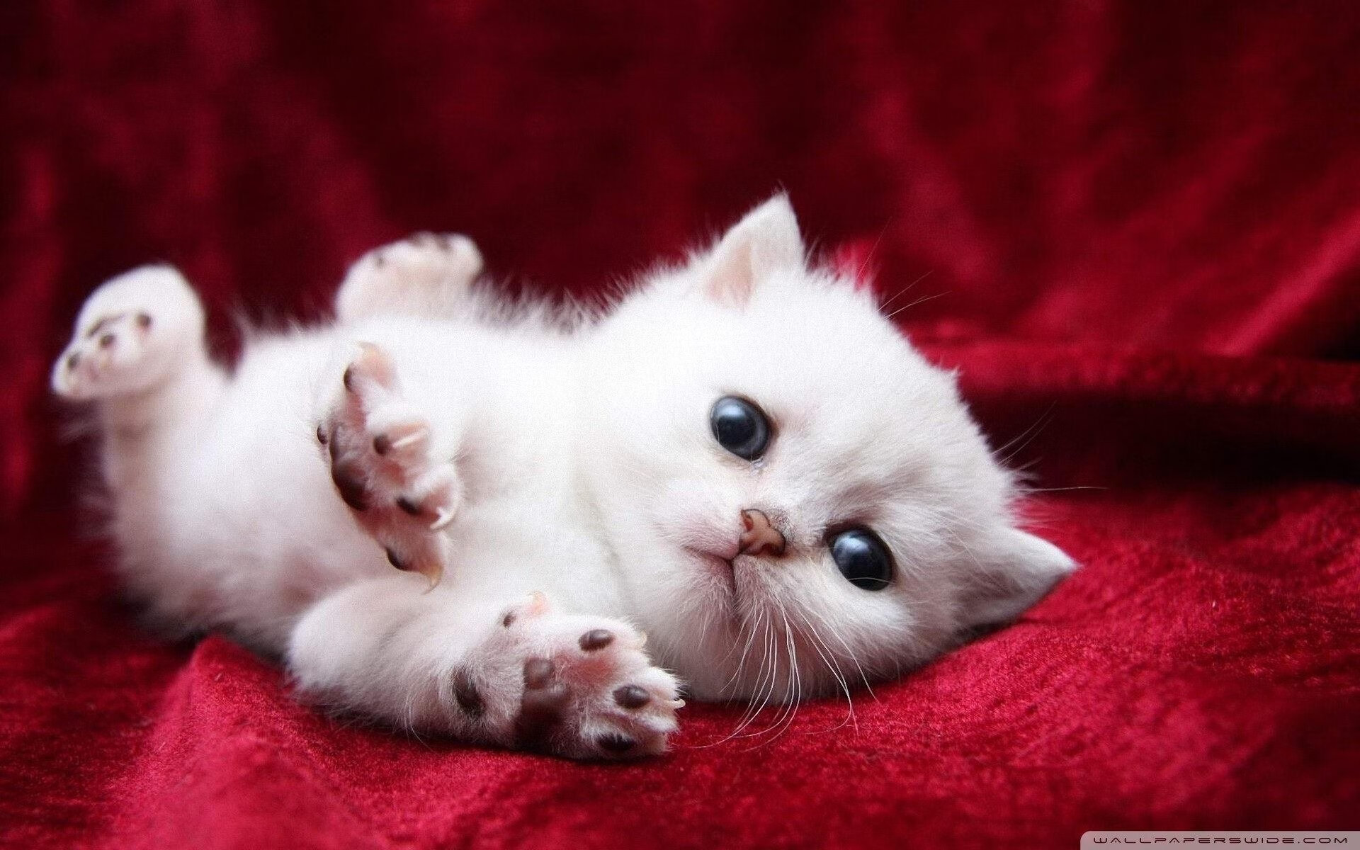 AYX官网-赞比亚男篮在非洲预赛中奋勇，迈向奥运梦想的巅峰，赞比亚 男足